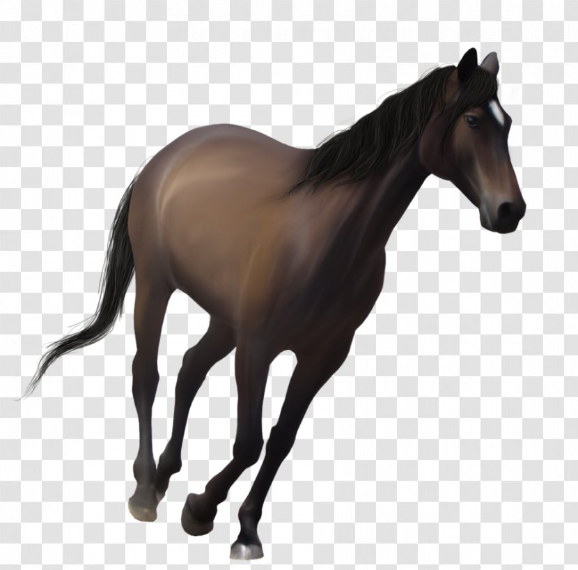 Mustang Foal Mare Pony Stallion Transparent PNG