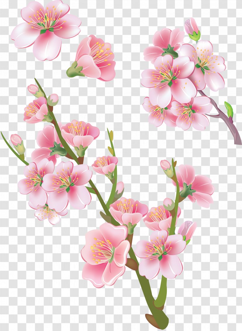 Flower Clip Art - Twig - Sakura Transparent PNG