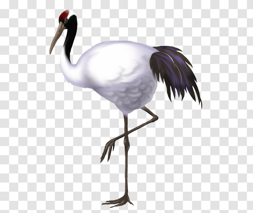 Red-crowned Crane Bird - Feather Transparent PNG