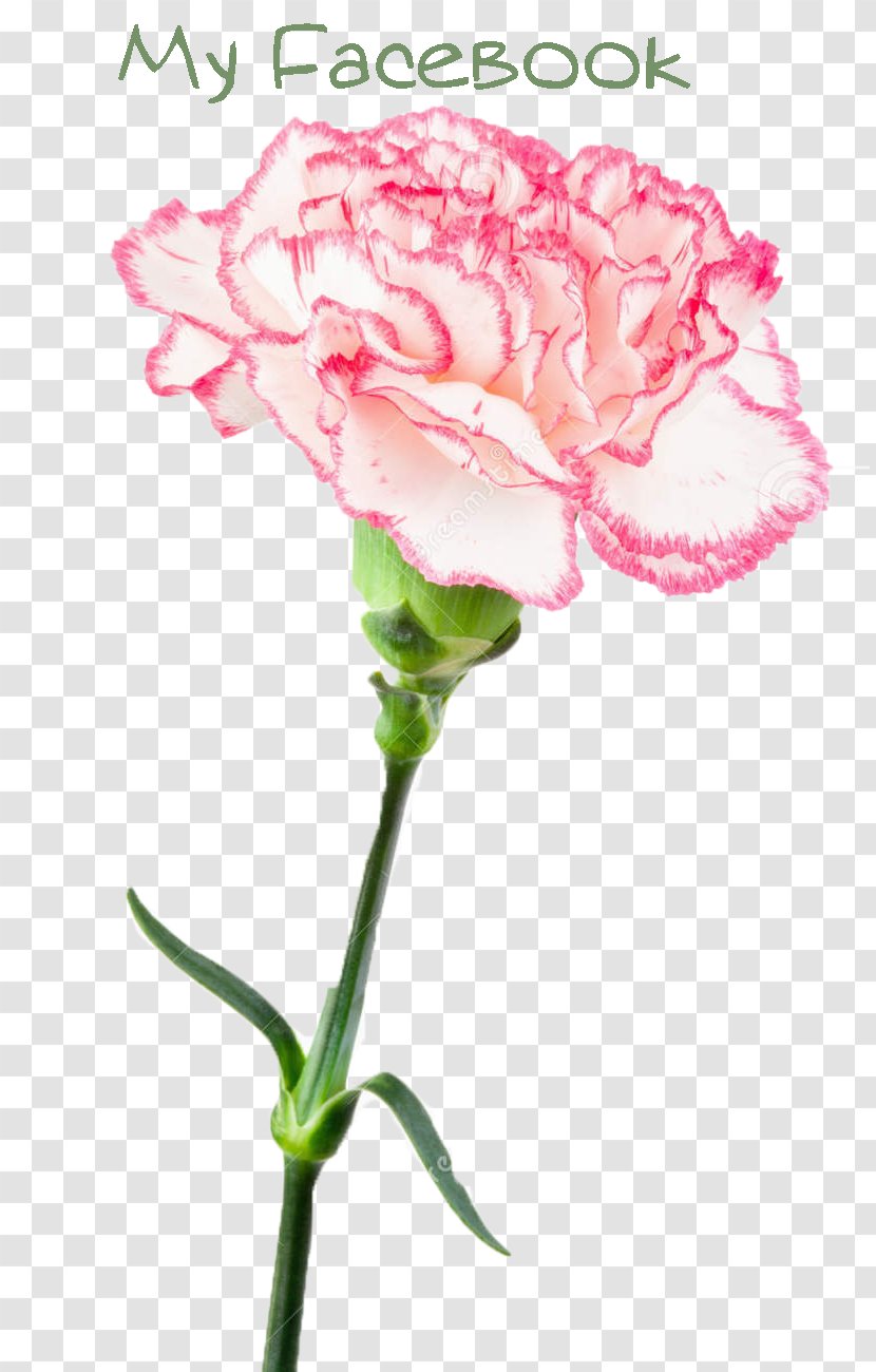 Garden Roses Carnation Pink Cut Flowers - Cabbage Rose - White Transparent PNG