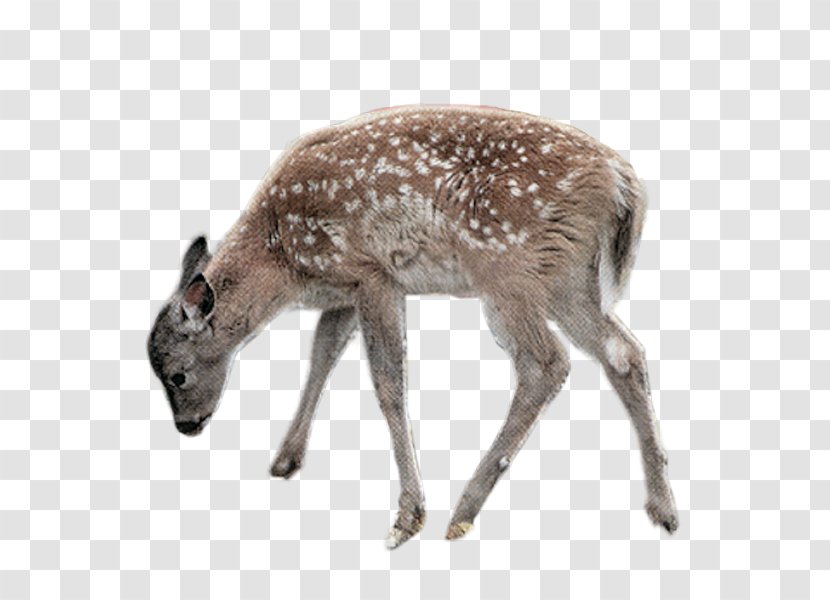 Deer Clip Art - Snout Transparent PNG