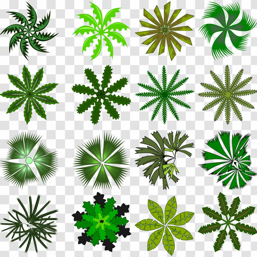 Arecaceae Tree Clip Art - Hemp - Date Palm Transparent PNG