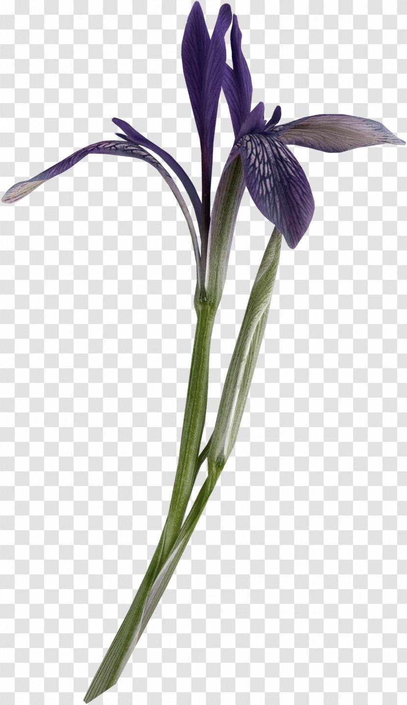 Cut Flowers Plant Stem Petal Violet - Seed - Retro Decor Transparent PNG