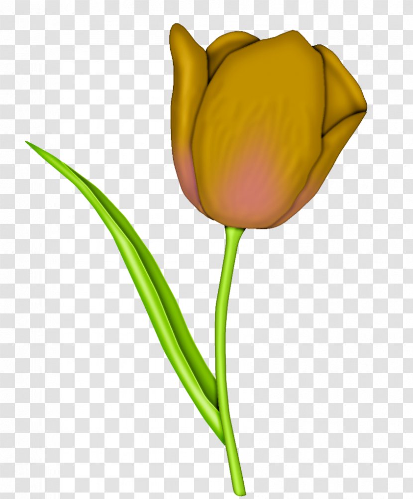 Tulip Flower Floral Design Clip Art Illustration - Plant Transparent PNG