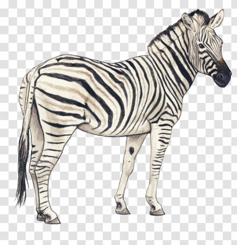 Quagga Zebra Pencil Drawing Horse - Mane - Clipart Transparent PNG