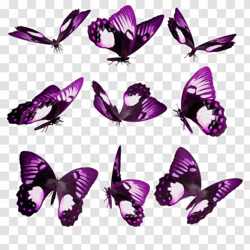 Butterfly Violet Purple Moths And Butterflies Insect - Pollinator Lilac Transparent PNG