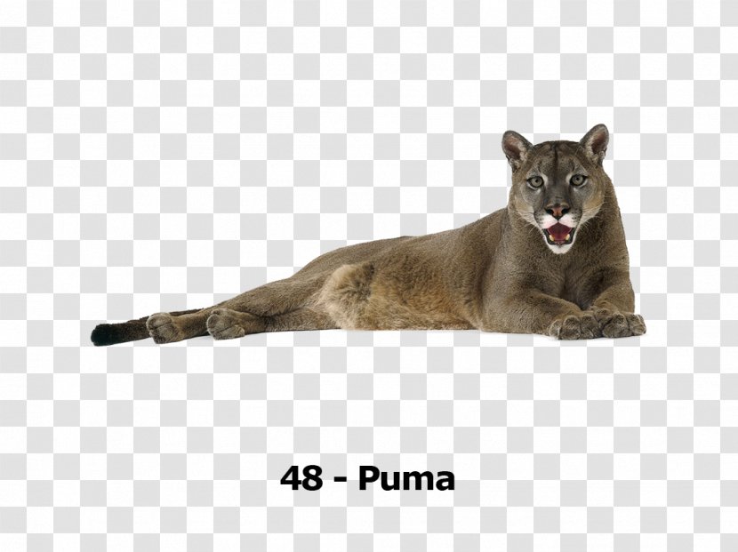 Tiger Lion Leopard Cougar Cat - Black Panther Transparent PNG