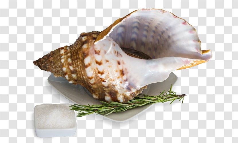 Cockle Sea Snail Clam Shellfish Transparent PNG
