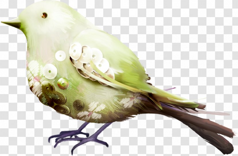 Bird Polyvore Animal Parakeet Feather - Organism Transparent PNG