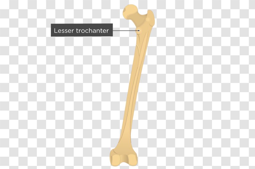 Gluteal Muscles Tuberosity Femur Greater Trochanter Fovea Centralis - Muscle Transparent PNG