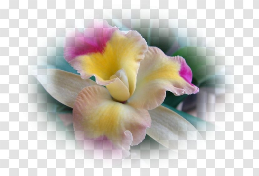 Moth Orchids Cattleya Cut Flowers Desktop Wallpaper - Orchidee Transparent PNG