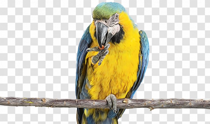 Bird Macaw Parrot Beak Parakeet - Budgie Transparent PNG