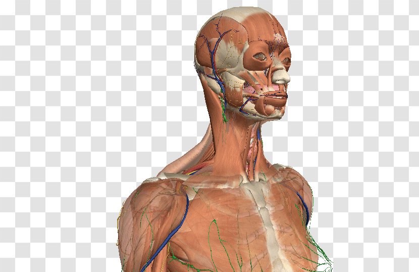 Muscle Homo Sapiens Character Shoulder Jaw - Frame - Cuerpo Transparent PNG
