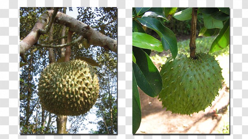 Cherimoya Soursop Sugar Apple Durian Fruit - Cempedak Transparent PNG