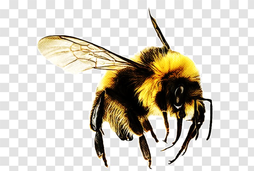 Bumblebee - Wasp - Hornet Transparent PNG