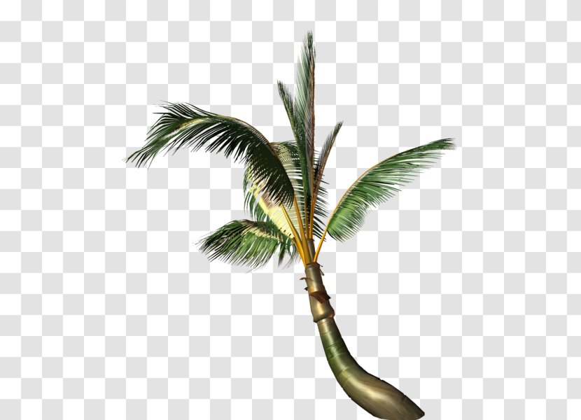 Coconut Arecaceae Painting Tree - Palm Transparent PNG
