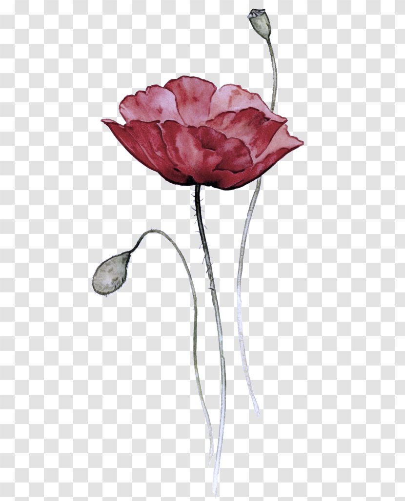 Garden Roses - Tulip - Rose Transparent PNG