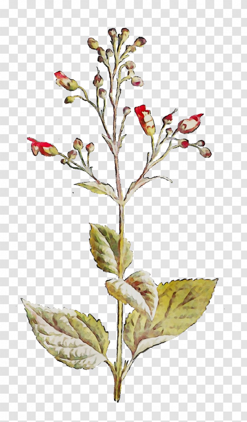 Twig Plant Stem Flowering Leaf - Lobelia Transparent PNG