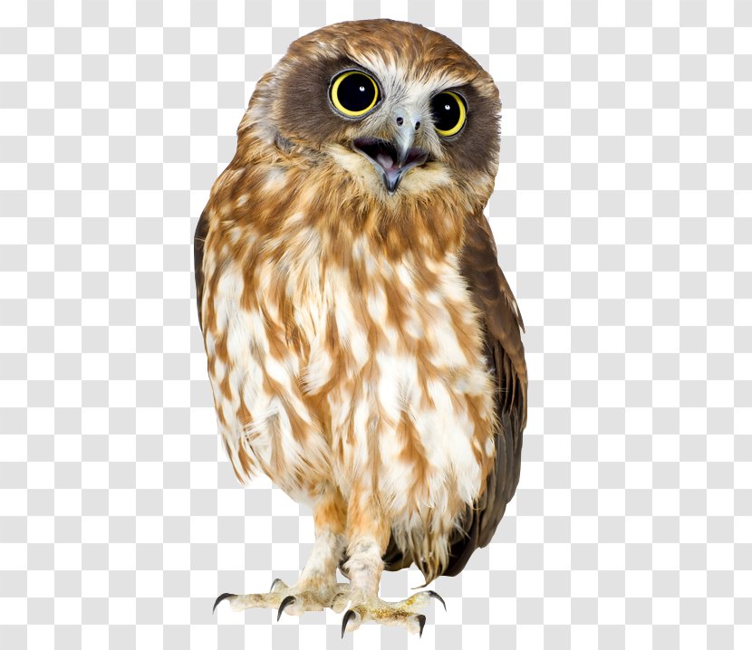 Owl Bird Southern Boobook Morepork - Happy Feet Mumble Transparent PNG