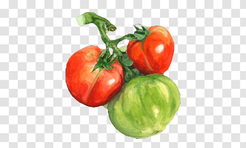 Watercolor Painting Tomato - Local Food Transparent PNG