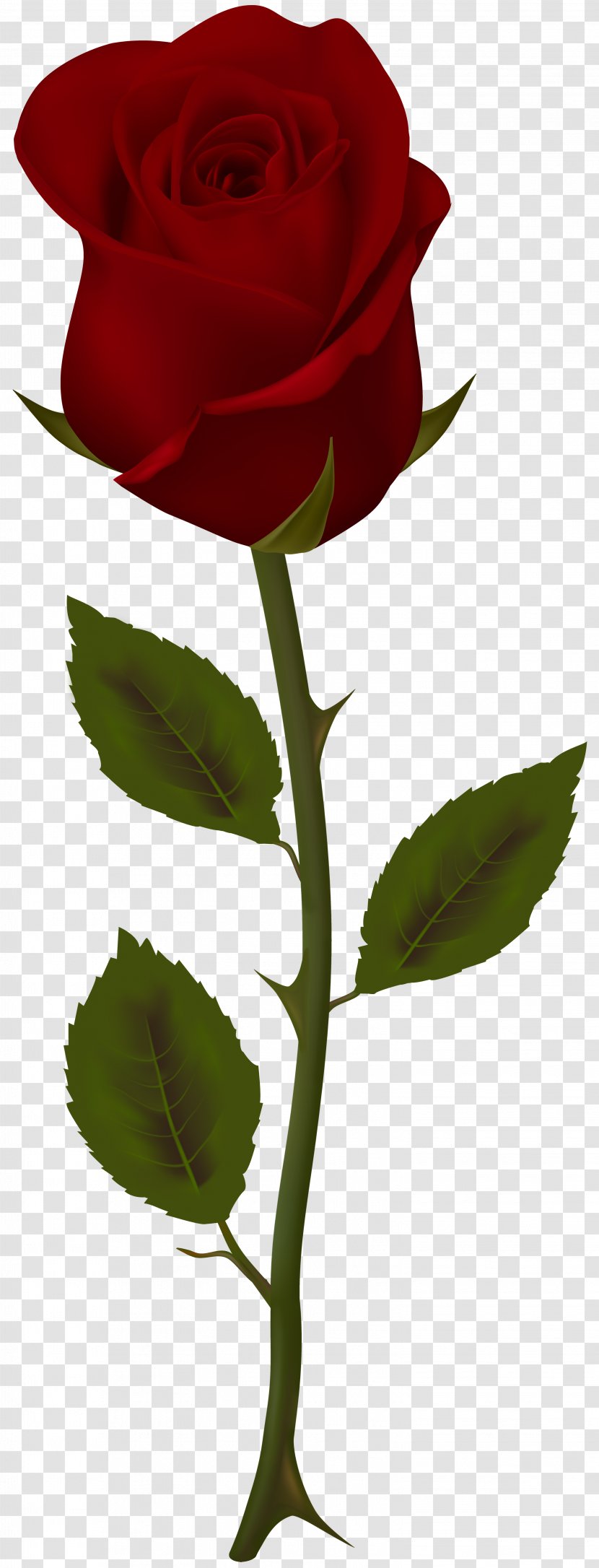 Garden Roses Flower Clip Art - Red - Rose Transparent PNG