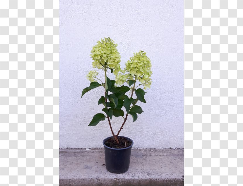Hydrangea Flowerpot Shrub Houseplant Tree Transparent PNG
