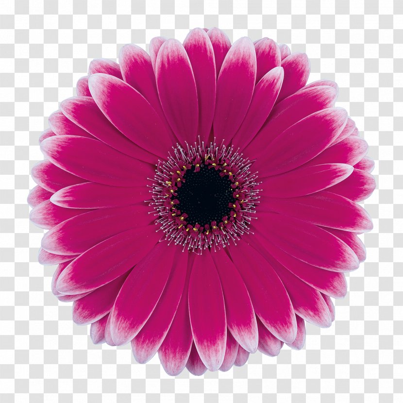 Transvaal Daisy Cut Flowers Rose Wholesale - Gerbera Transparent PNG