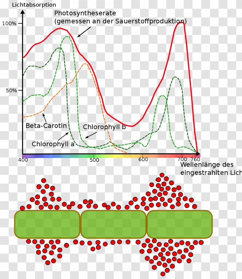 Grow Light Photosynthesis Chlorophyll Wavelength - Organism Transparent PNG