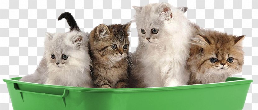 Persian Cat Kitten Puppy Dog Pet - Carnivoran - Litter Transparent PNG