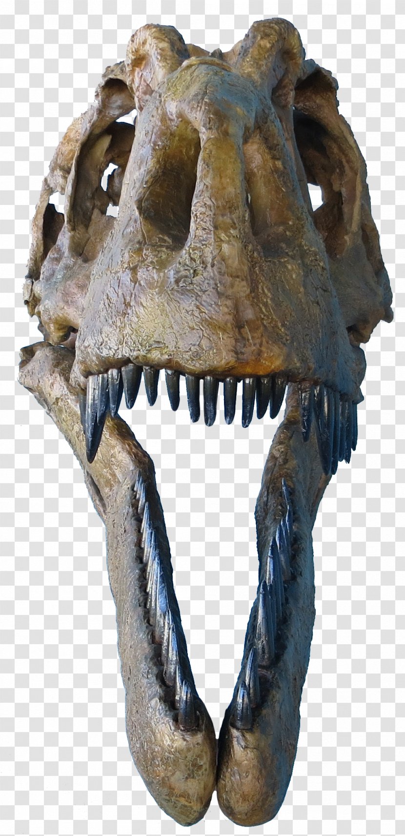 Tyrannosaurus Daspletosaurus Judith River Formation Albertosaurus - Dinosaur Transparent PNG