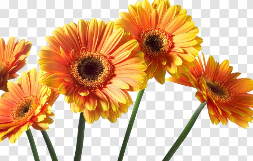 Transvaal Daisy Chrysanthemum Flower - Gerbera - Picture Transparent PNG