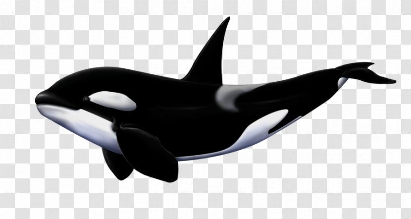 Great White Shark Killer Whale Megalodon Transparent PNG