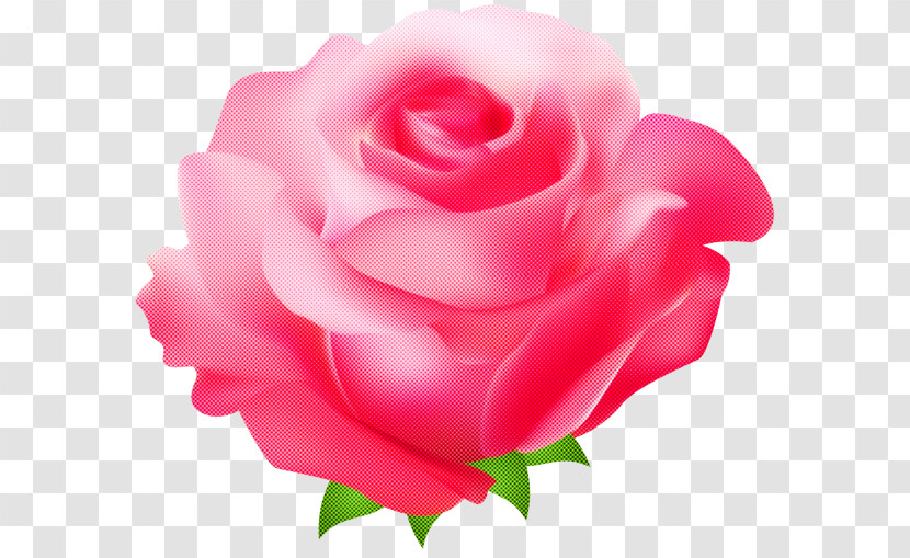 Garden Roses Transparent PNG