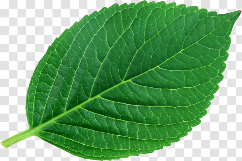 Leaf Plant Bladnerv Chemist Vascular Bundle - Perilla - Green Leaves Transparent PNG