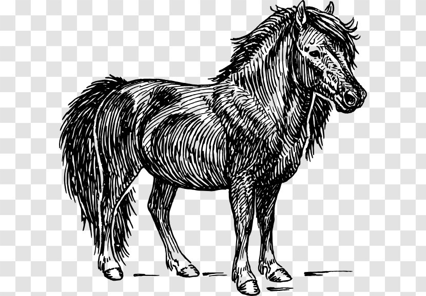 Shetland Pony American Miniature Horse Appaloosa - Samoye Transparent PNG