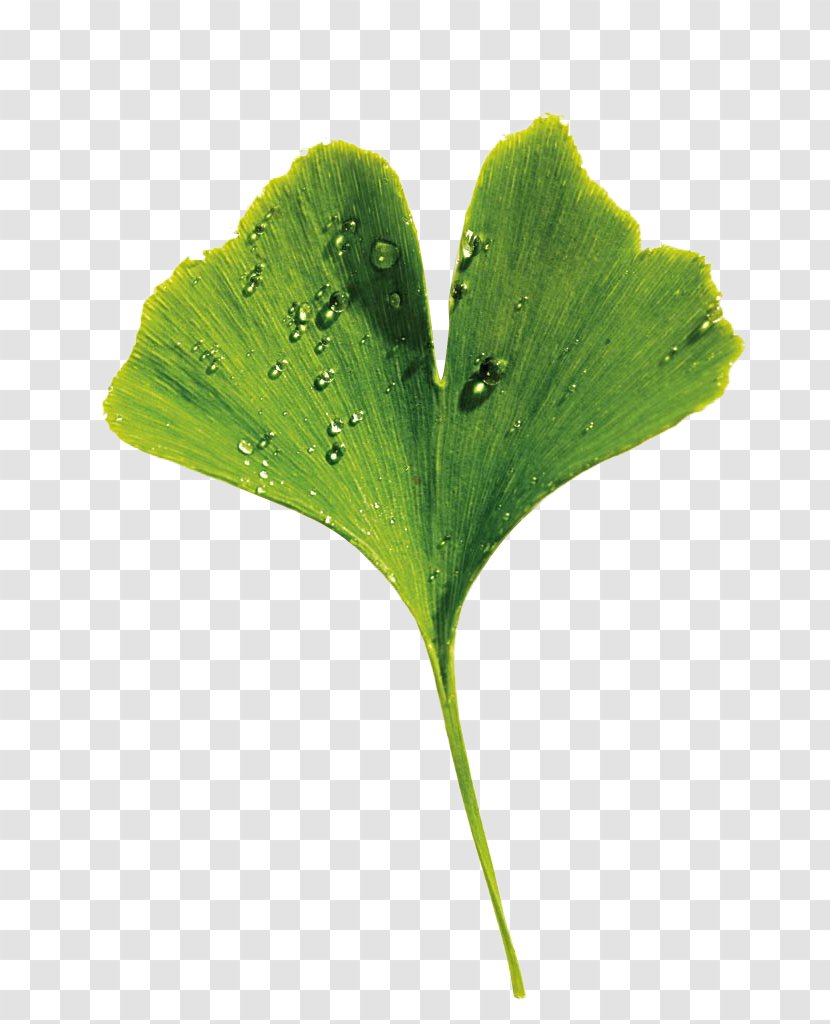 Ginkgo Biloba Vecteur - Leaf - Leaves Transparent PNG