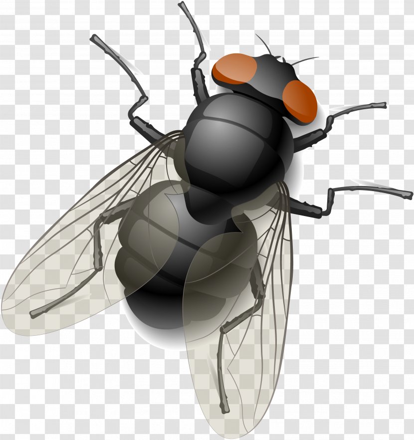 Royalty-free Fly Stock Photography Clip Art - Arthropod Transparent PNG