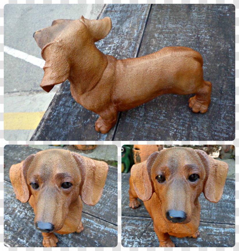 Dachshund Dog Breed Companion Black Sausage - Snout - Cachorro Transparent PNG