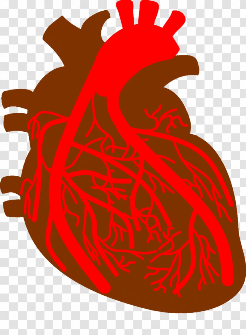 Coronary Artery Disease Arteries Heart - Health - Sinus Transparent PNG