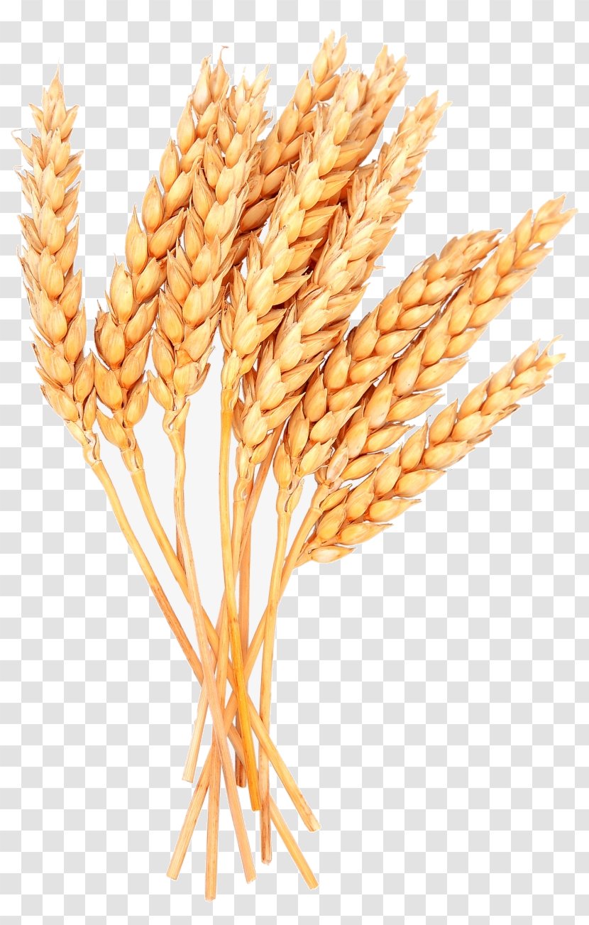 Wheat - Food - Elymus Repens Oat Transparent PNG