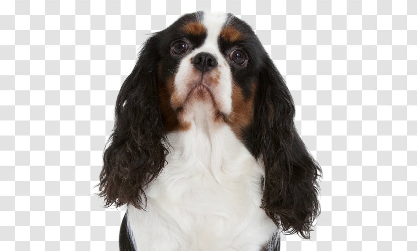 Cavalier King Charles Spaniel Dog Breed Companion Sporting Group - Like Mammal Transparent PNG