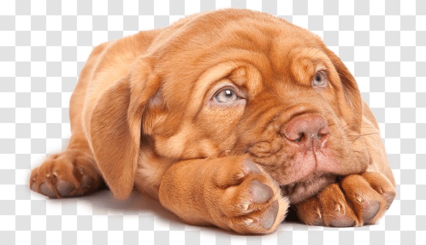 Dog Breed Dogue De Bordeaux Tosa Puppy English Mastiff - Dogo - April Fools Transparent PNG