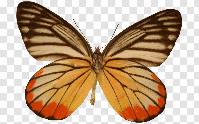 Monarch Butterfly Colias Lycaenidae Moth - Symmetry - Decorative Propaganda Transparent PNG