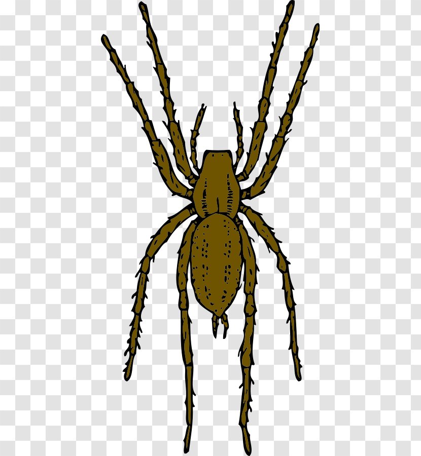 Brown Recluse Spider Clip Art - Huntsman - Cartoon Transparent PNG