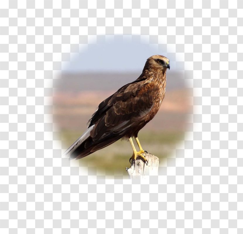 Hawk Buzzard Eagle Fauna Falcon Transparent PNG