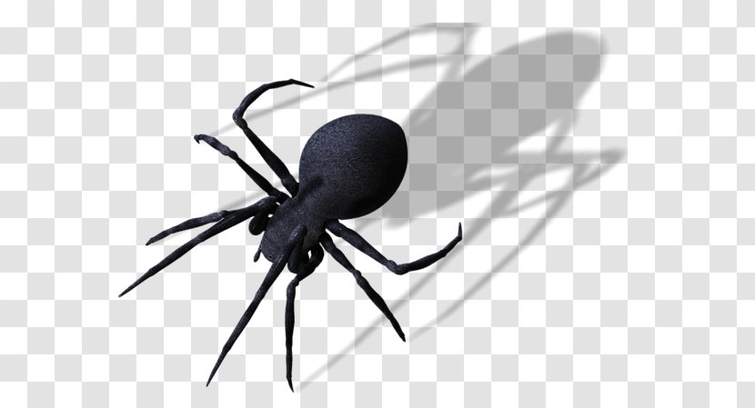Widow Spiders Spider Web Clip Art - Black Transparent PNG