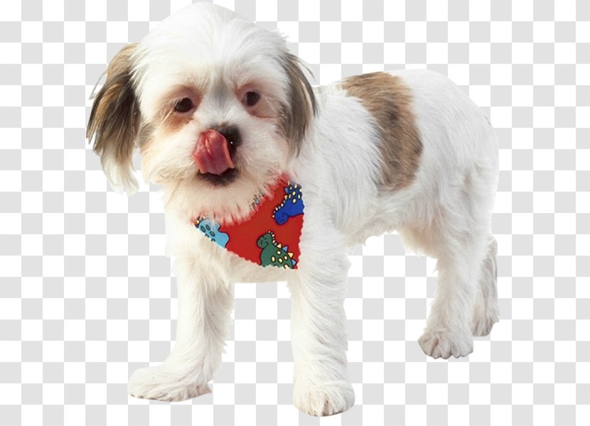 Cavachon Shih Tzu Puppy Havanese Dog Breed Transparent PNG