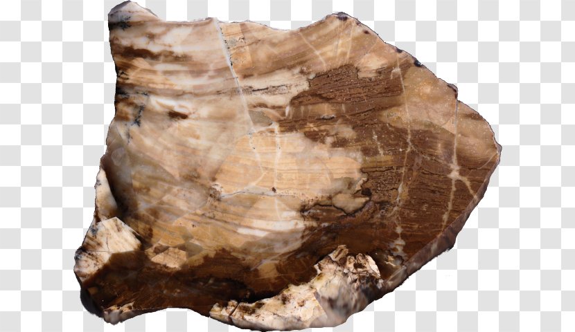 Mineral Geology Igneous Rock Agate - Petrified Wood - Slab Transparent PNG