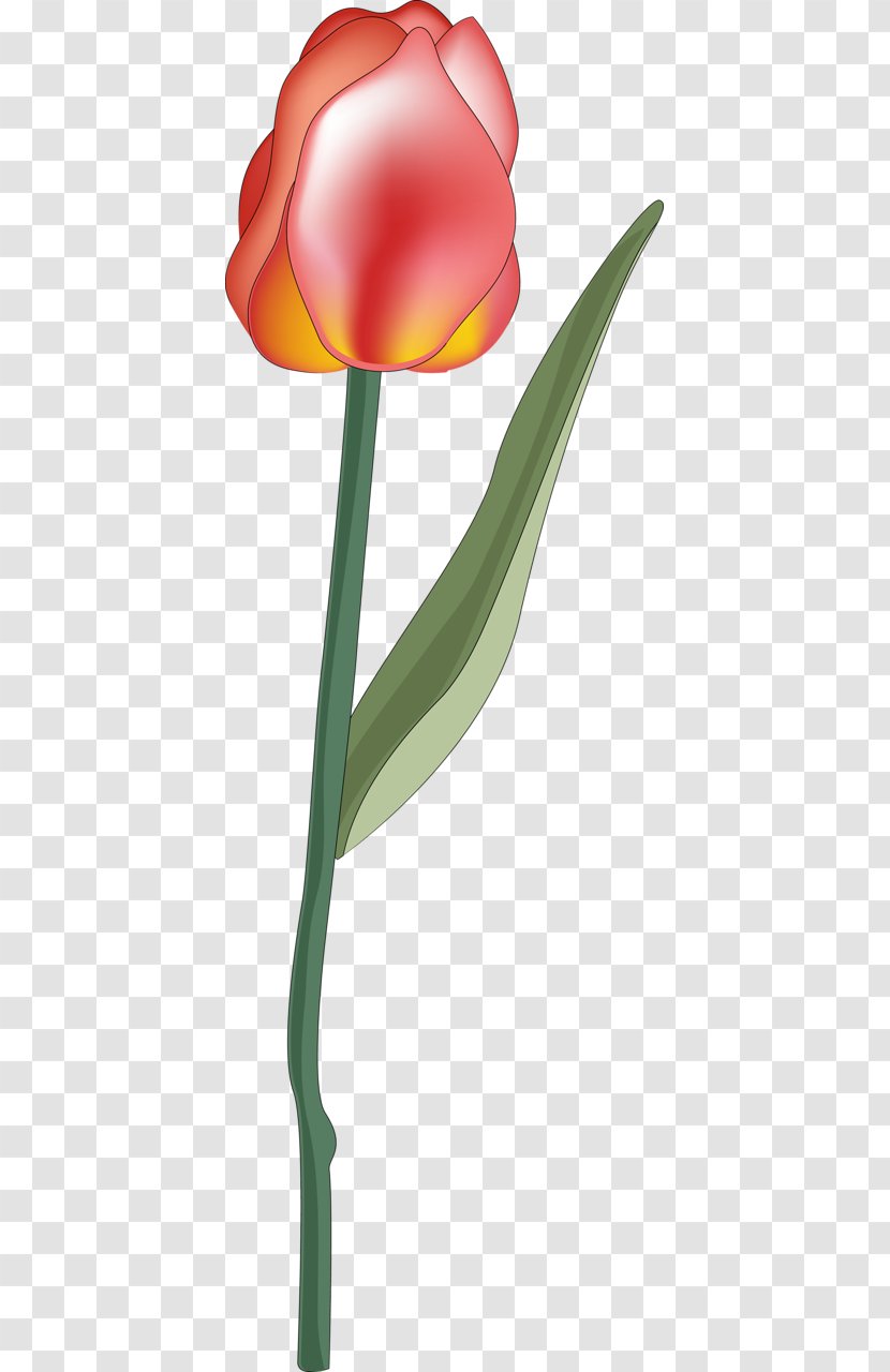 Tulip Petal Plant Stem Transparent PNG