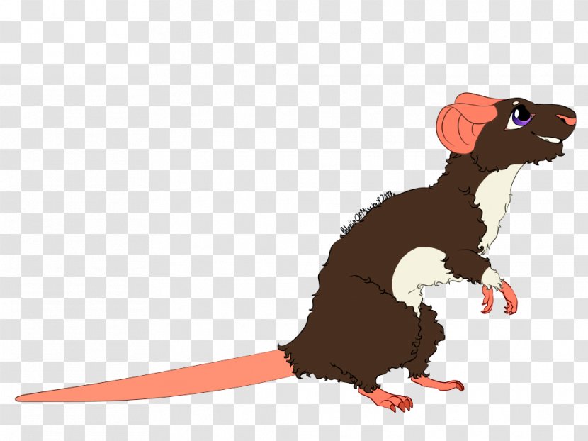 Rat Rodent Mouse Muroidea Mammal - & Transparent PNG